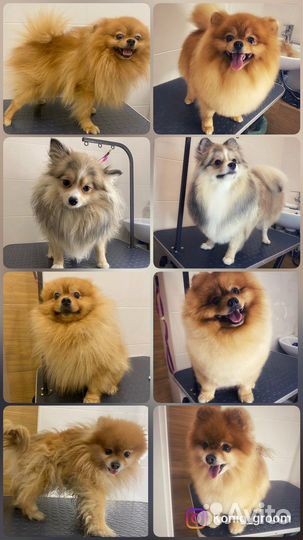 Груминг, стрижка собак и кошек, грумер