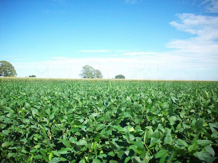 Участок 13 га (СНТ, ДНП)