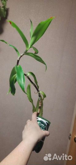 Глоксинья. Золотой ус