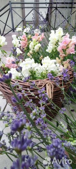 Декоративные растения для сада