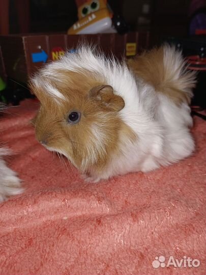 Морская свинка девочка