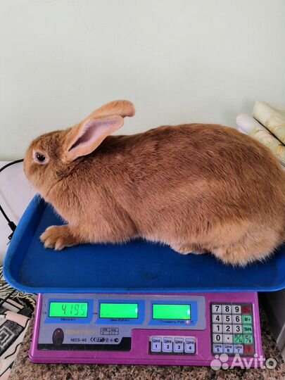 Крольчиха бургундец
