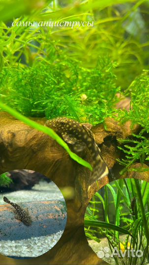 Сомики анциструсы