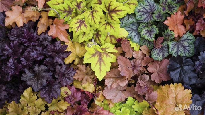 Гейхеры сортовые