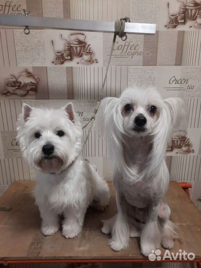 Стрижка собак и кошек