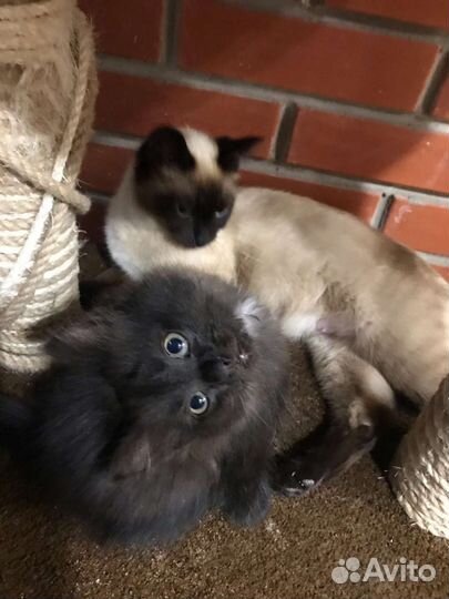 Котенок в добрые руки