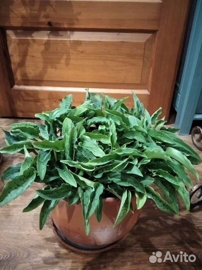 Эуфорбия миля, дримиопсис