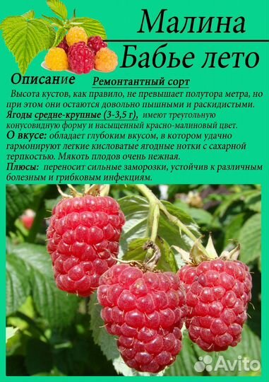 Малина ремонтантная