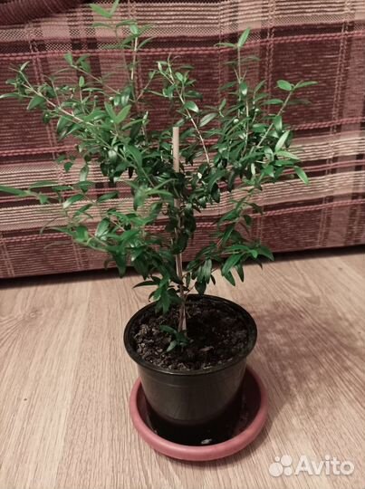 Мирт Миртовое деревце зацветающее