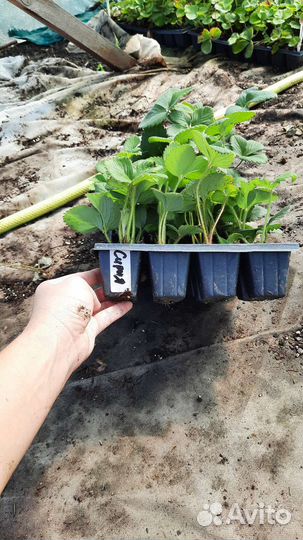 Рассада клубники