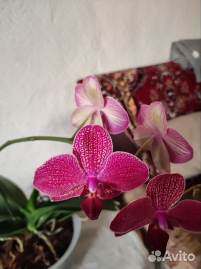 Орхидея фаленопсис