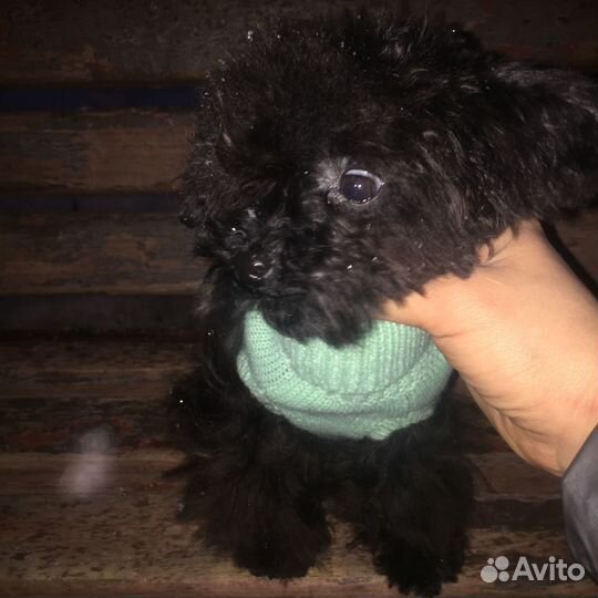 Эксклюзивная малышка микро Тэдди