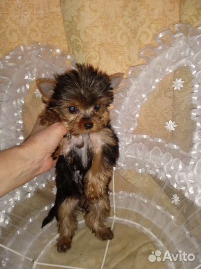 Йоркширский терьер