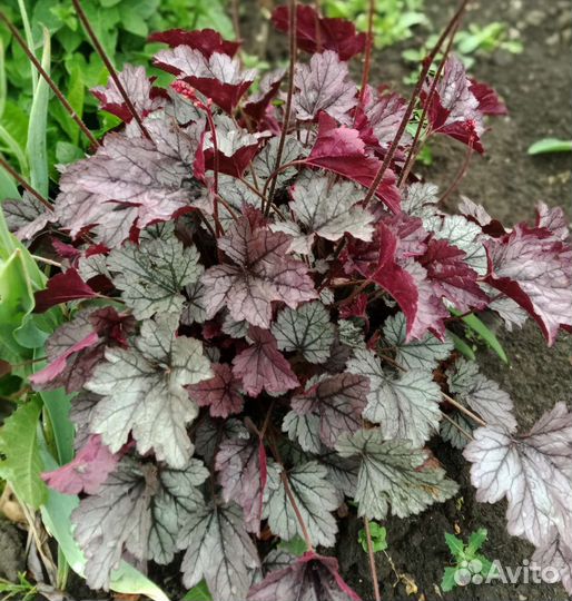 Многолетние цветы