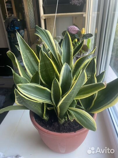 Сансевиерия компакта