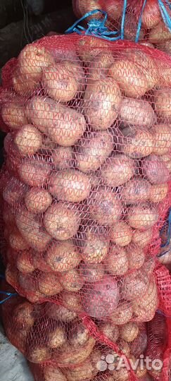 Продам картошку