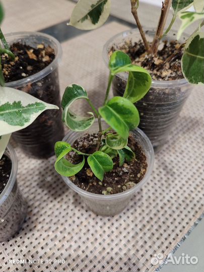 Сортовые фикусы