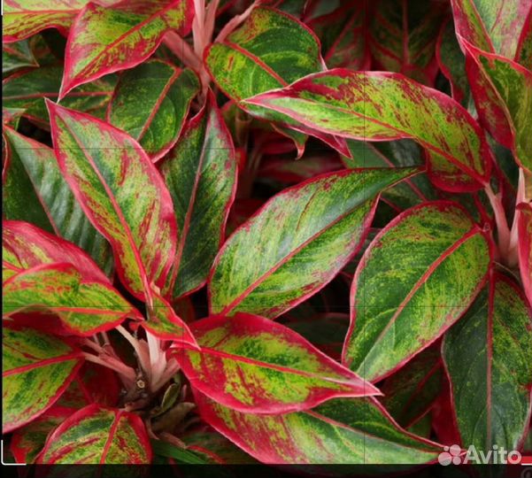 Аглаонема(OhhSome Red Aglaonema)