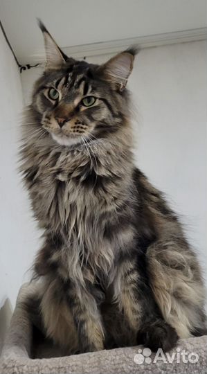 Мейн-кун Котята Милашки