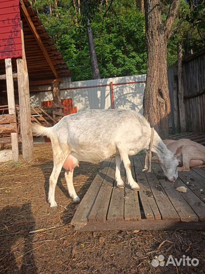 Коза дойная