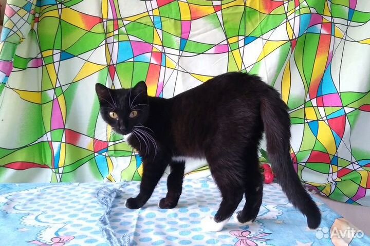 Отдам кошечку Мэри в добрые руки