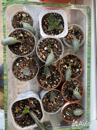 Домашние цветы, суккуленты