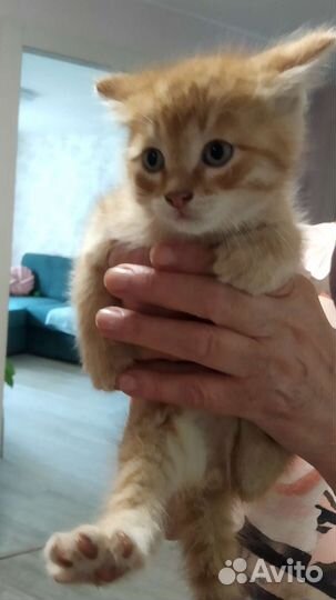 Котята Бездомные в Добрые Руки