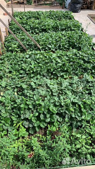 Рассада клубники