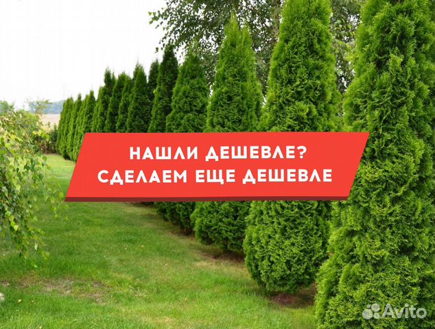 Туи крупномеры Смарагд 3,5 м купить в Зеленограде | Товары для дома и ...