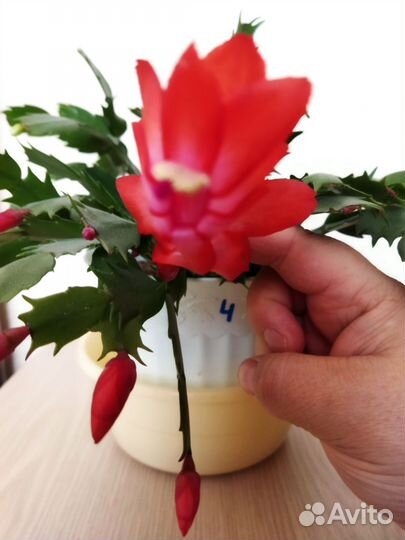 Сортовые декабристы