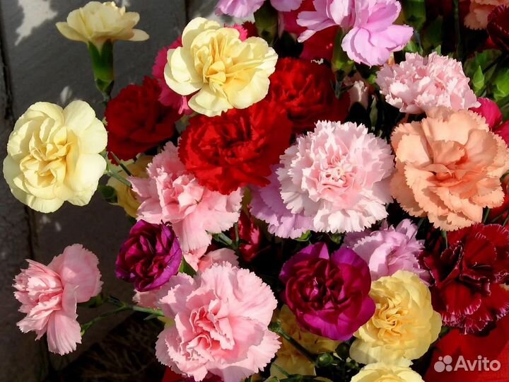 Гвоздика оптом