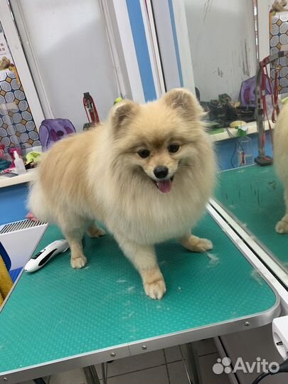 Грумер(стрижка, линька, гигиена для собак и кошек)