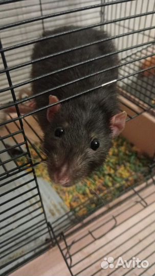 Декоративная крыса дамбо