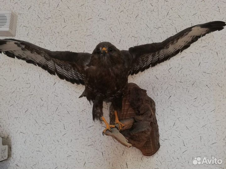 Чучело хищной птицы