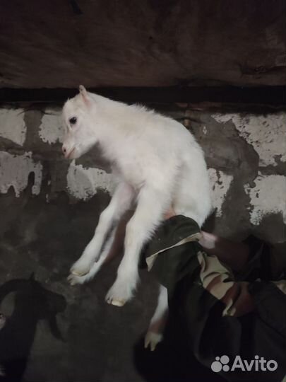 Коза