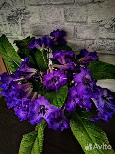 Стрептокарпус