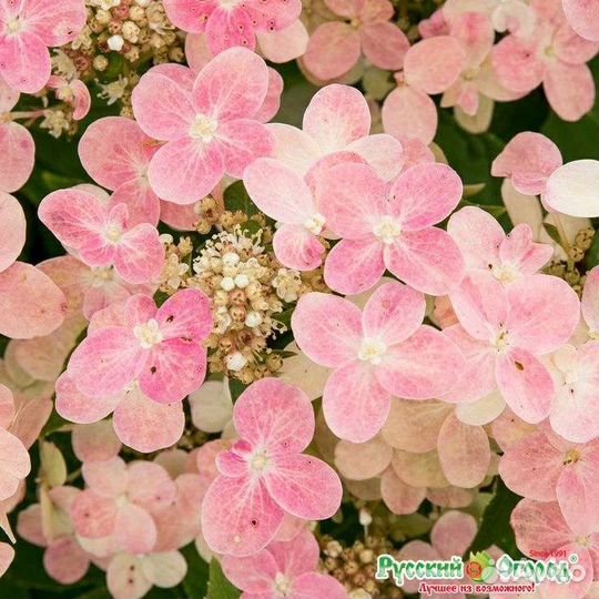 Полистар гортензия метельчатая