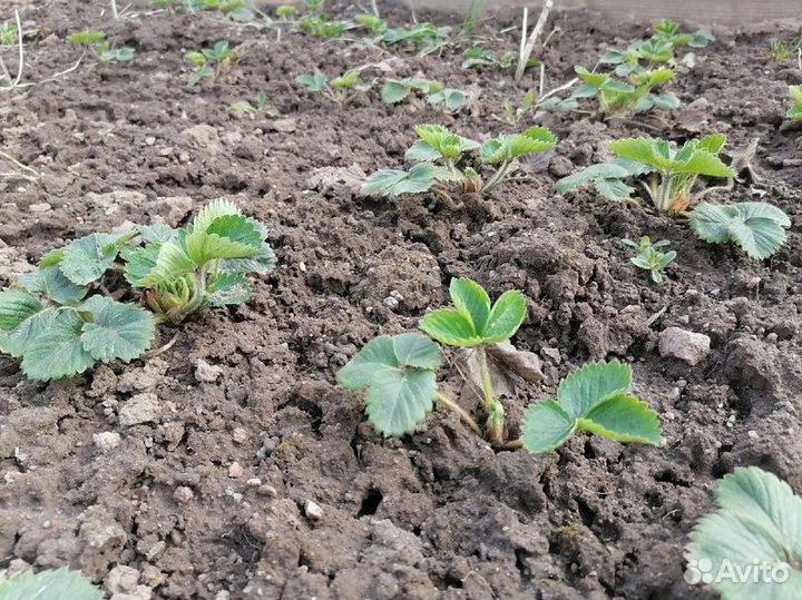 Земклуника купчиха Саженцы