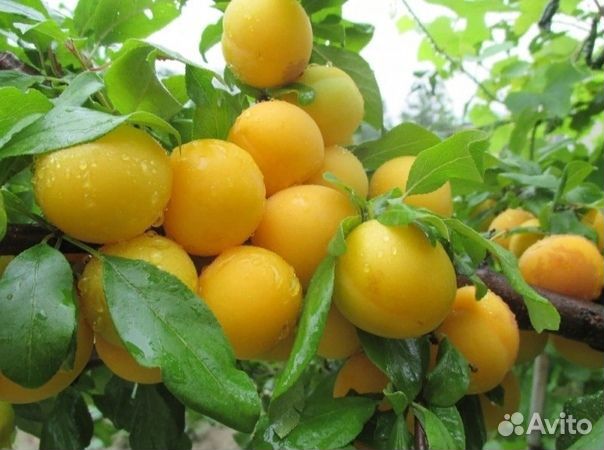Алыча желтая описание сорта фото отзывы Слива желтая плоды купить в Медведево Товары для дома и дачи Авито