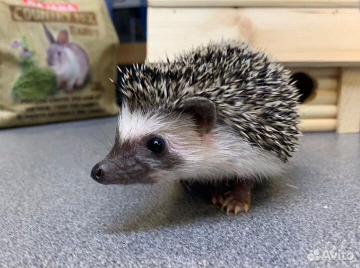 Карликовый африканский ежик