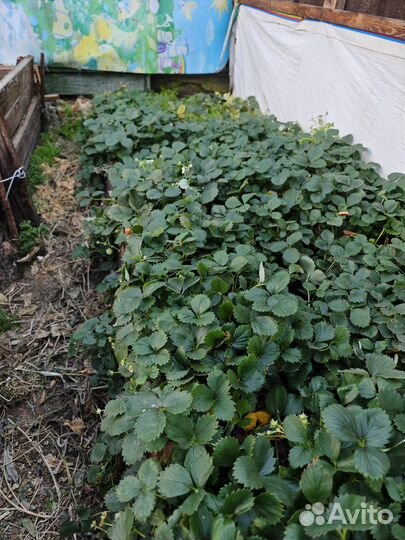 Рассада клубники