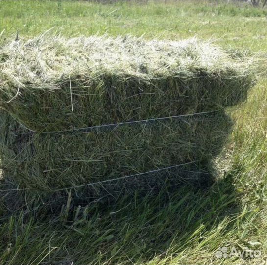 Продам сено в кипах