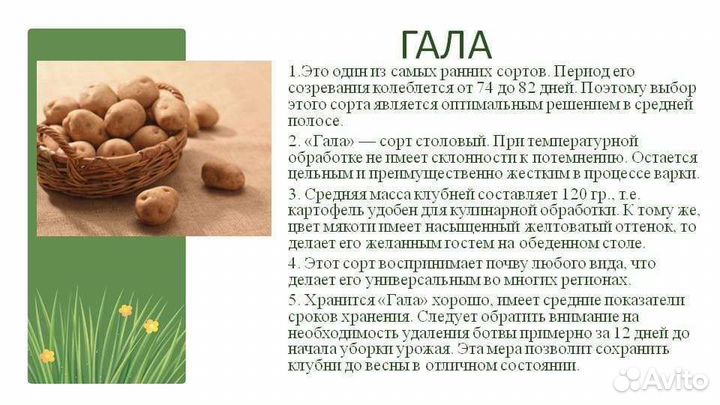 Семенной картофель