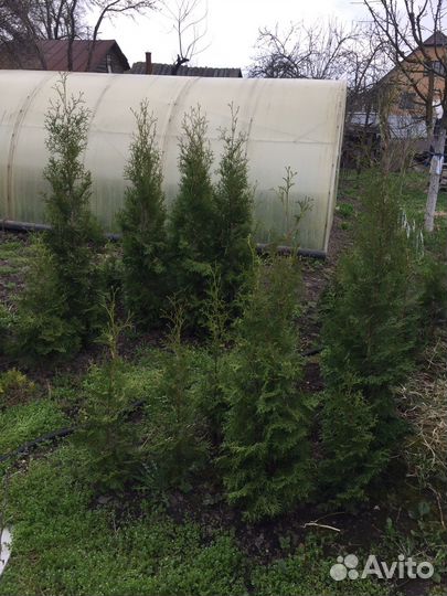 Туя разных рамеров