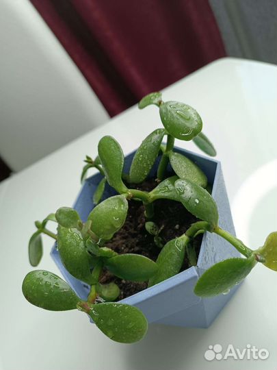 Комнатные цветы