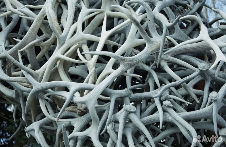 Рога лося, оленя. Прайс по ценам