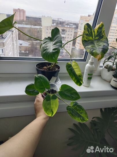 Филодендрон бурле макс