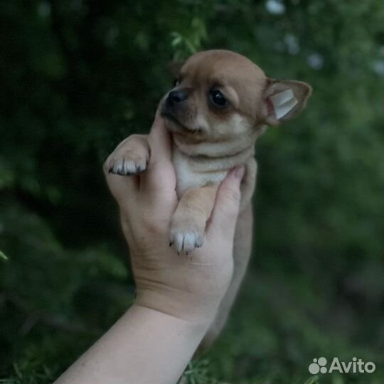 Супер мальчики чихуа