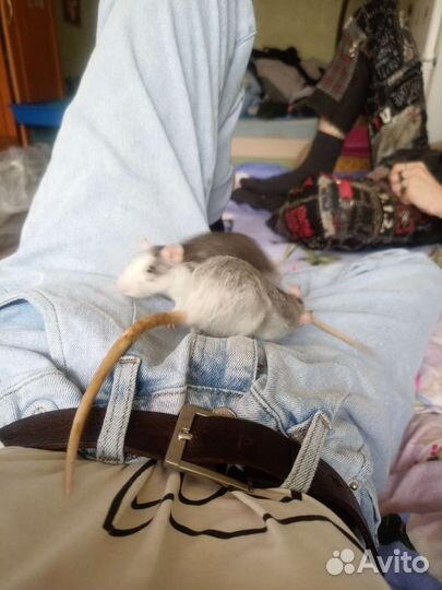 Отдам крысу