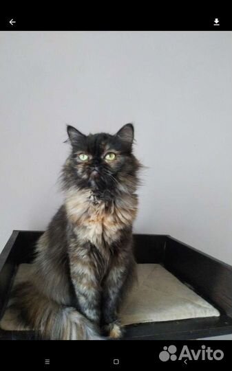 Шотландцы в добрые руки